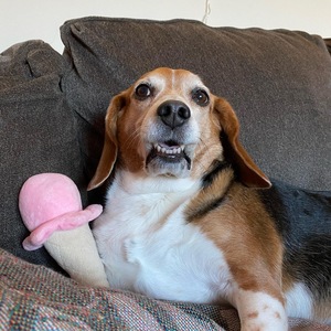 Fundraising Page: Rebecca Morales